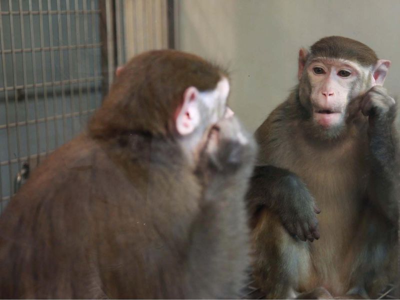 эмпатия у обезьян