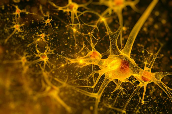 Восстанавливаются ли нервные клетки у женщин?