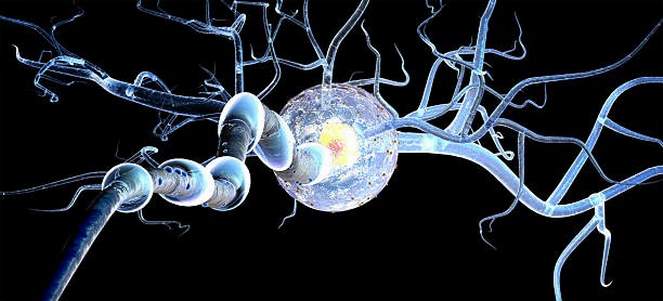 Нервные клетки восстанавливаются или нет?