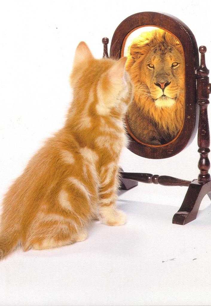 Котенок напротив зеркала, лев в отражении